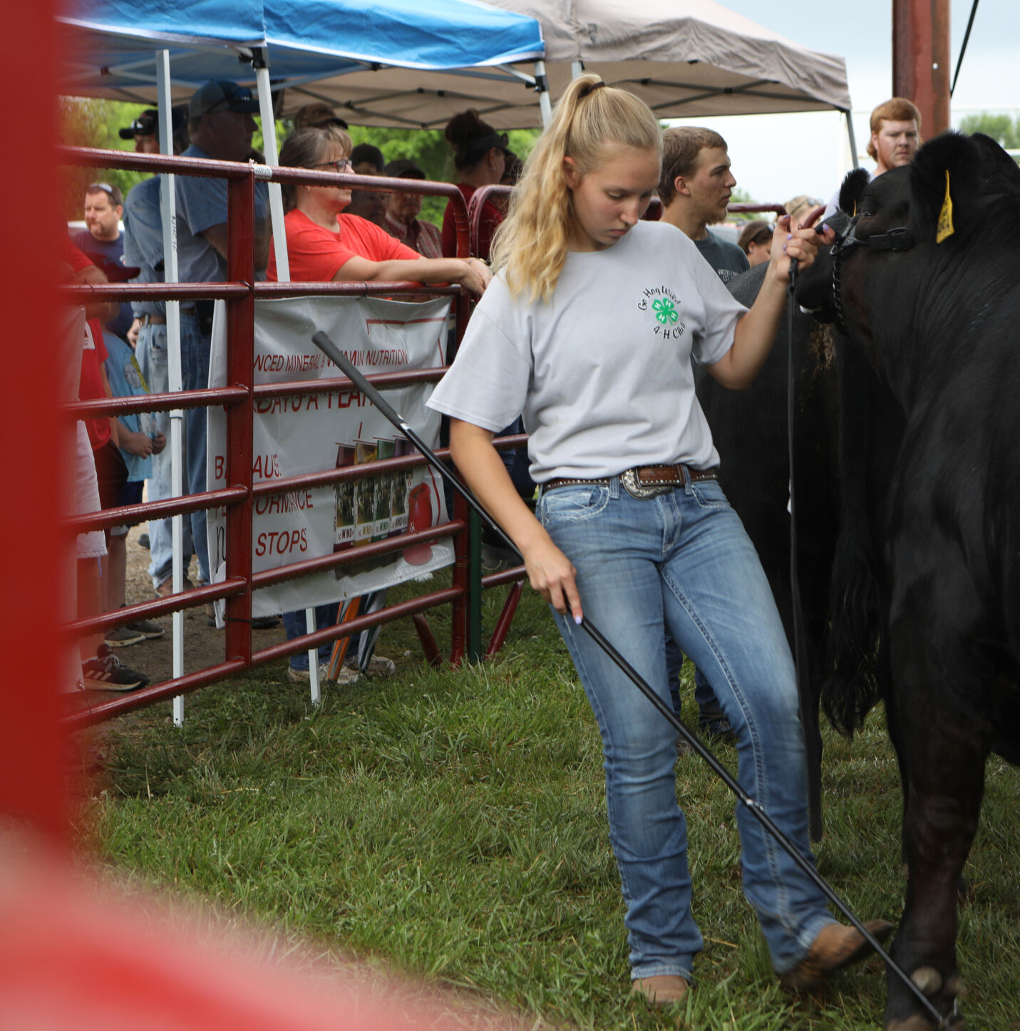 Olivia Jacquin positions her steer
